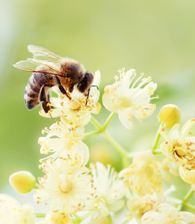 Abeilles